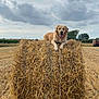 dog, golden_retriever, hay_bale, field, outdoor, cloudy_sky, grass, farm, animal, nature, rural, tongue_out, happy, pet, canine, summer, landscape, agriculture, tree, farm_equipment