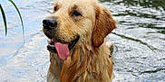 Charly a rejoint le concours — aidez-le/la à gagner de superbes lots ! dog, golden_retriever, water, wet_fur, tongue_out, animal, pet, outdoor, nature, river, canine, mammal, happy, summer, playful, portrait, fur, tongue, head, expression