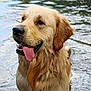 dog, golden_retriever, water, wet_fur, tongue_out, animal, pet, outdoor, nature, river, canine, mammal, happy, summer, playful, portrait, fur, tongue, head, expression