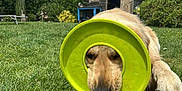 Charly participe au concours pour gagner de l'argent avec cette photo : animal, canine, cute, daytime, dog, frisbee, funny, golden_retriever, grass, greenery, lawn, nature, outdoor, pet, playful, relaxed, shed, sunny, toy, yard