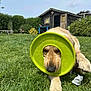 dog, golden_retriever, frisbee, grass, outdoor, yard, shed, pet, playful, sunny, greenery, animal, canine, nature, daytime, funny, toy, lawn, relaxed, cute