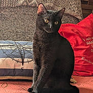 Pumba participe au concours pour gagner de l'argent avec cette photo : black_cat, cat, pet, indoor, couch, pillow, patterned_pillow, red_pillow, textile, compass_design, cozy, furniture, sitting, fur, whiskers, ears, eyes, domestic_animal, relaxing, home_decor