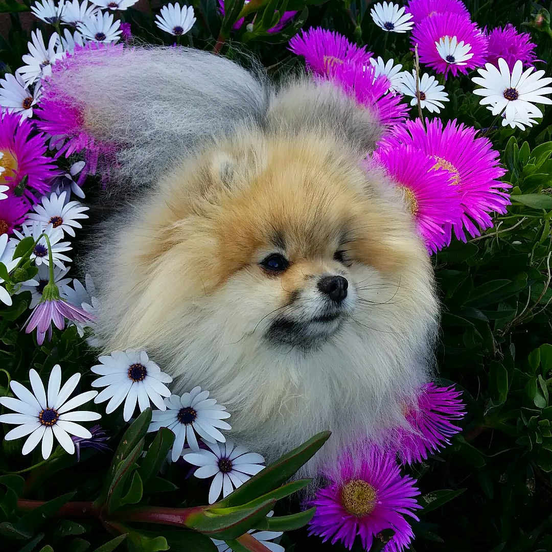 Lizou