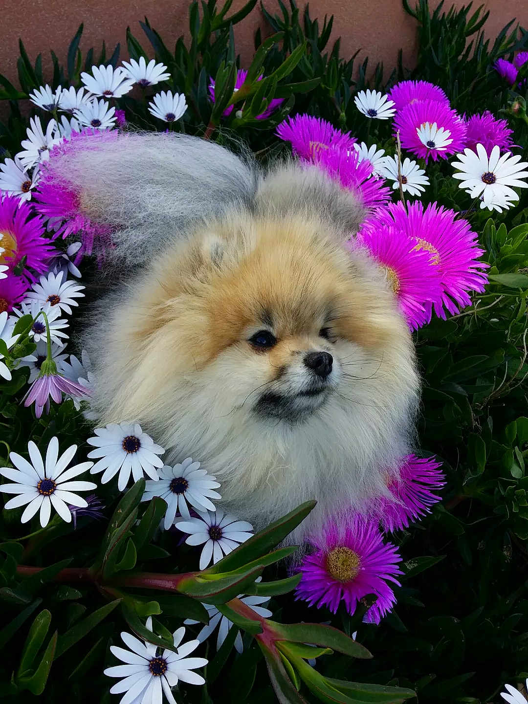 Lizou