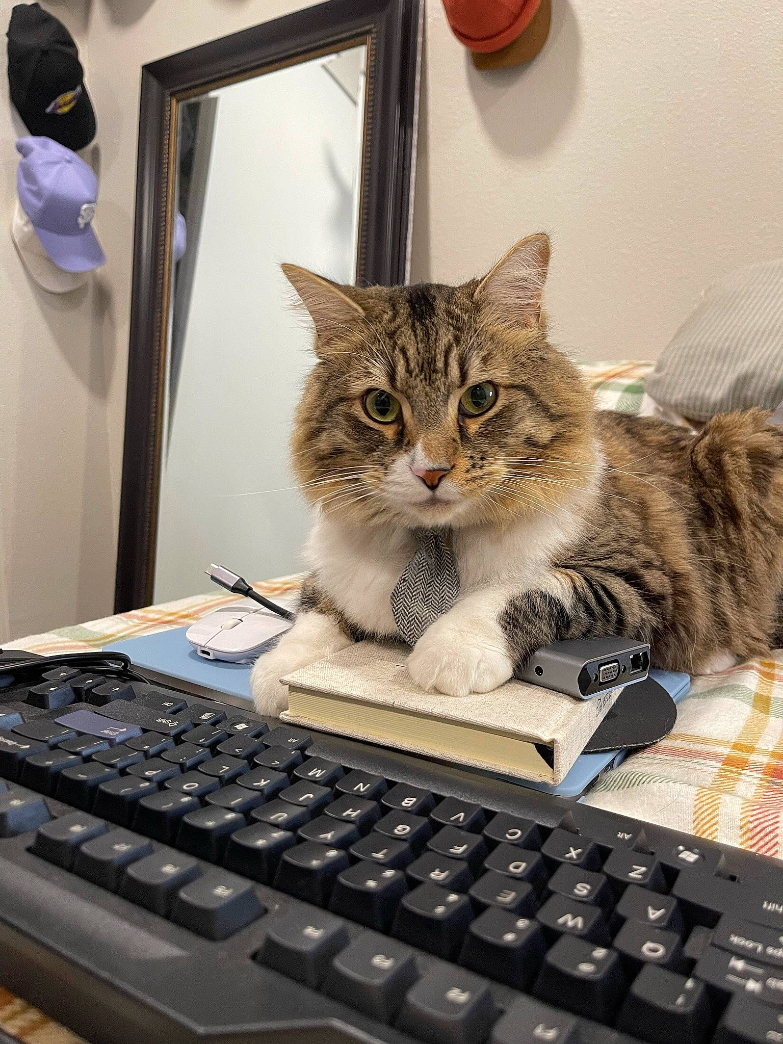 Nimbus is registered to the contest to win money with this photo: carnivore, cat, computer, computer_hardware, computer_keyboard, electronic_device, felidae, input_device, laptop, mouse, netbook, office_equipment, office_supplies, output_device, peripheral, personal_computer, small_to_medium_sized_cats, space_bar, touchpad, whiskers