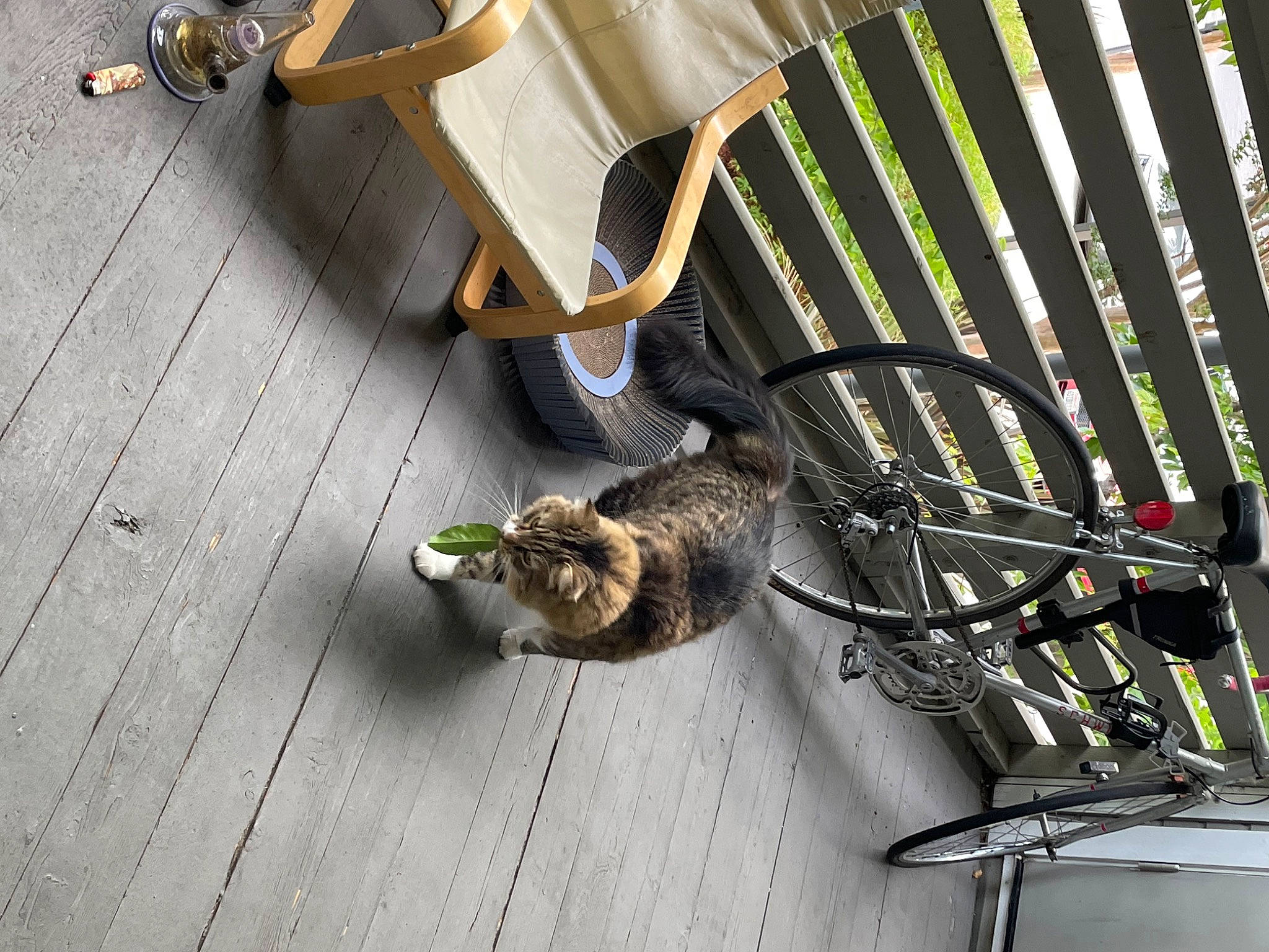 Nimbus is registered to the contest to win money with this photo: bicycle_frame, bicycle_handlebar, bicycle_tire, bicycle_wheel, carnivore, cat, comfort, domestic_short_haired_cat, felidae, flooring, hardwood, outdoor_furniture, sitting, small_to_medium_sized_cats, tail, tire, wheel, whiskers, wood, wood_stain