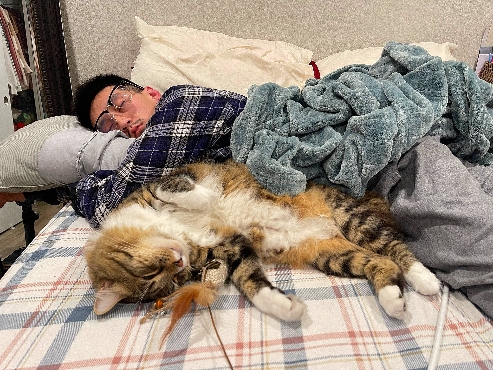 Nimbus joined the competition — help win amazing prizes! bed, bedding, carnivore, cat, comfort, companion_dog, couch, domestic_short_haired_cat, felidae, fur, linens, mammal, plaid, small_to_medium_sized_cats, studio_couch, tail, tartan, textile, vertebrate, whiskers