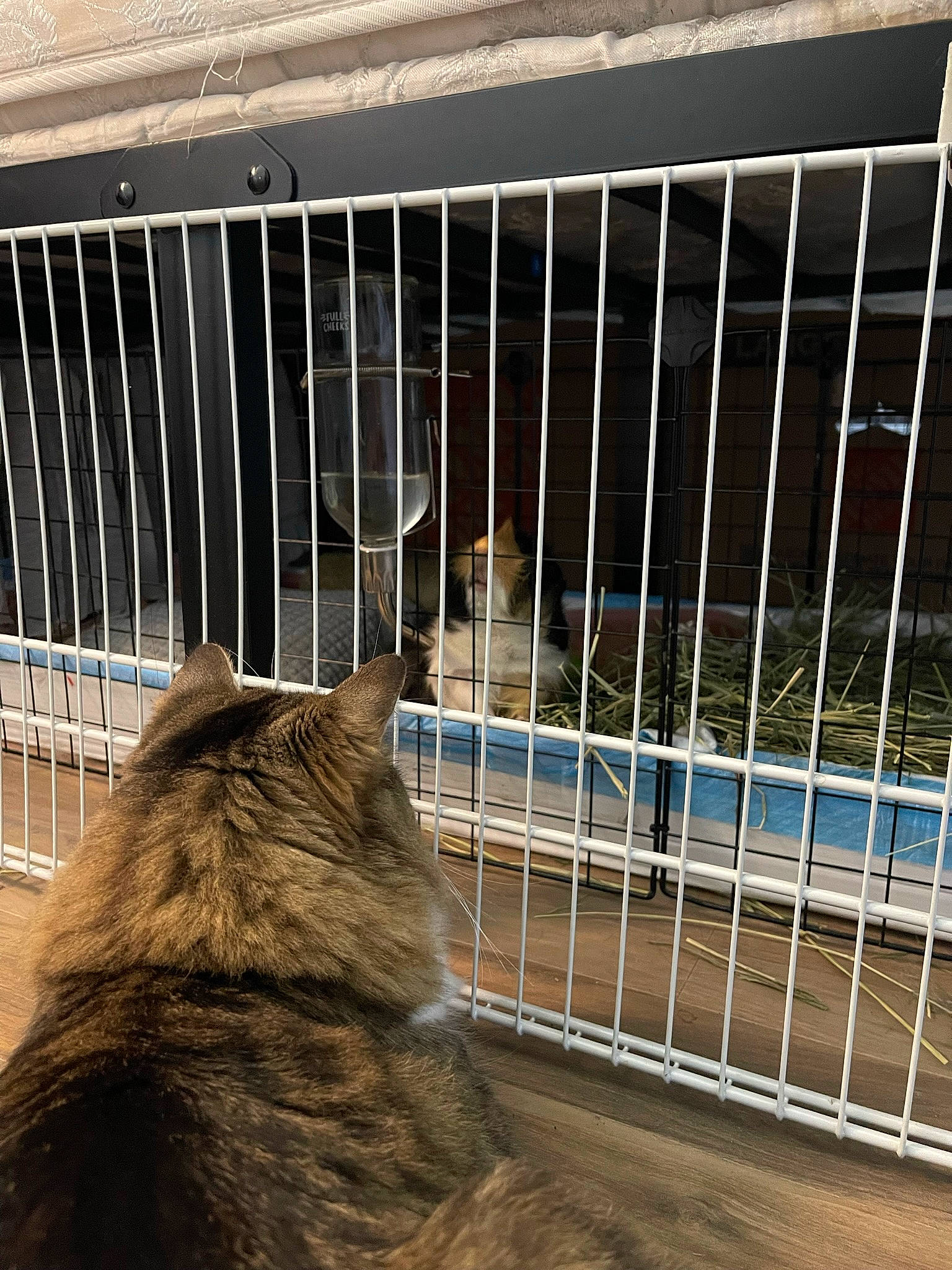 Nimbus joined the competition — help win amazing prizes! animal_shelter, cage, carnivore, cat, domestic_short_haired_cat, felidae, fence, fur, grille, line, mammal, mesh, metal, small_to_medium_sized_cats, snow, tail, vertebrate, whiskers, window, wood