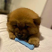 Prince joined the competition — help win amazing prizes! dog, puppy, chow_chow, pet, fur, fluffy, brown_fur, paws, nose, toy, chew_toy, blue, bed, blanket, indoor, closeup, portrait, sleepy, bokeh, shallow_depth_of_field