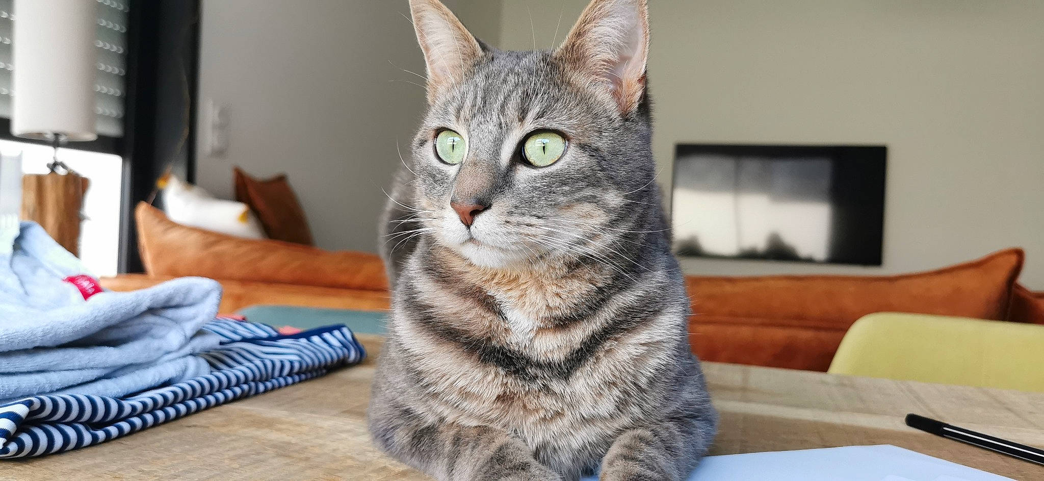 Mistigri a rejoint le concours — aidez-le/la à gagner de superbes lots ! carnivore, cat, domestic_short_haired_cat, felidae, fur, grey, paw, sitting, small_to_medium_sized_cats, snout, terrestrial_animal, whiskers