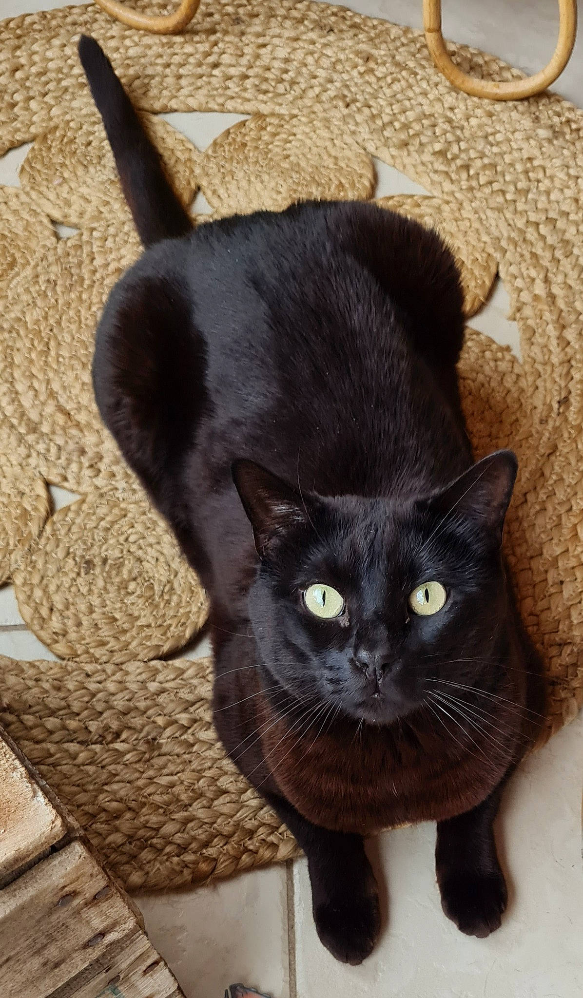 Gandja a rejoint le concours — aidez-le/la à gagner de superbes lots ! black_cat, bombay, carnivore, cat, cat_supply, claw, domestic_short_haired_cat, felidae, fur, havana_brown, paw, pet_supply, small_to_medium_sized_cats, snout, tail, terrestrial_animal, whiskers