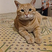 Scoubi participe au concours pour gagner de l'argent avec cette photo : cat, ginger_cat, bed, patterned_bedspread, indoor, feline, pet, animal, lying_down, looking_at_camera, whiskers, ears, fur, domestic_cat, curious, cozy, home, furniture, chair, blanket