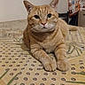 cat, ginger_cat, bed, patterned_bedspread, indoor, feline, pet, animal, lying_down, looking_at_camera, whiskers, ears, fur, domestic_cat, curious, cozy, home, furniture, chair, blanket