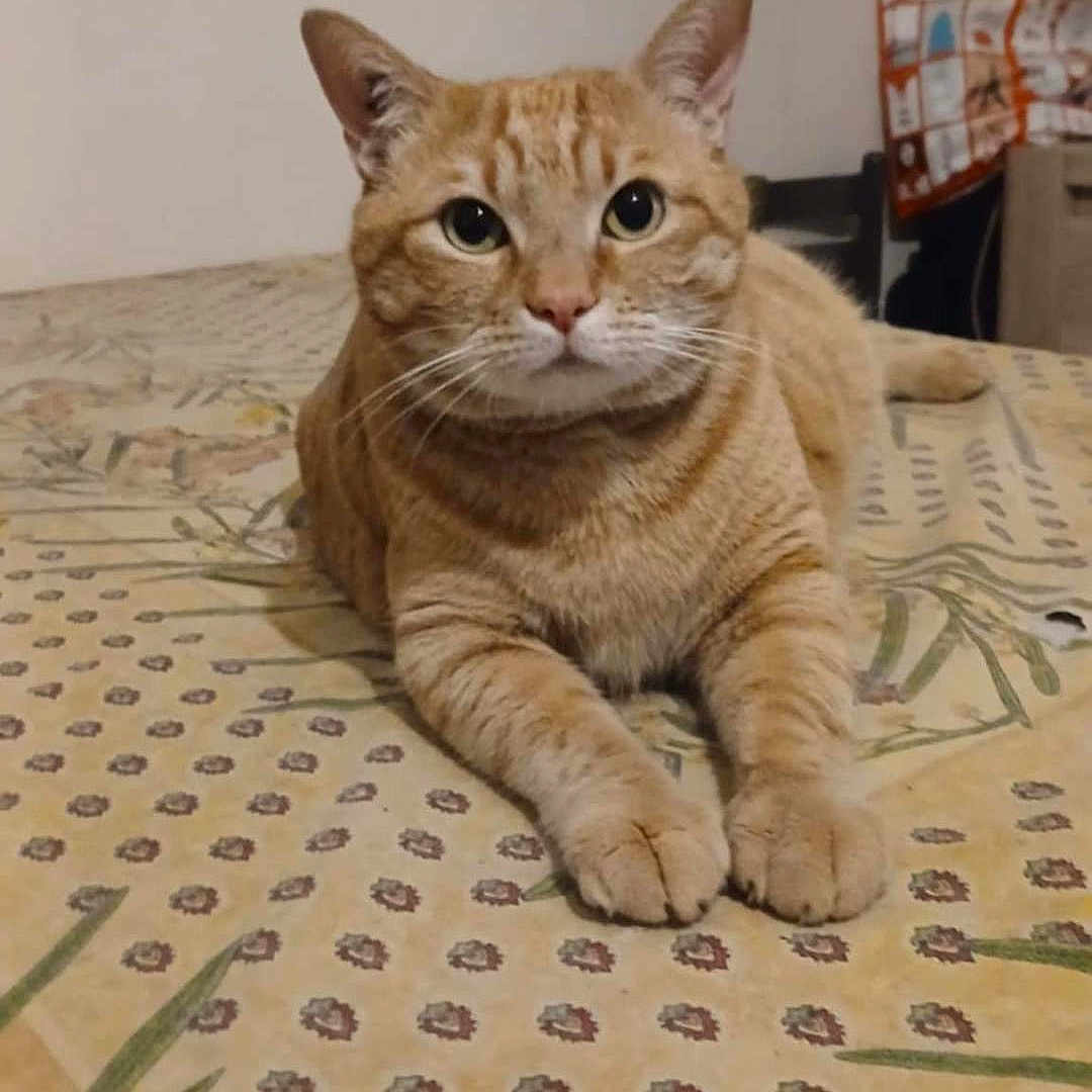 Scoubi participe au concours pour gagner de l'argent avec cette photo : cat, ginger_cat, bed, patterned_bedspread, indoor, feline, pet, animal, lying_down, looking_at_camera, whiskers, ears, fur, domestic_cat, curious, cozy, home, furniture, chair, blanket