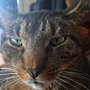 Cloud is registered to the contest to win money with this photo: animal, cat, close_up, cute, domestic, ears, expression, face, feline, fur, fur_pattern, green_eyes, indoor, mammal, nose, pet, portrait, tabby, whiskers, whiskers_closeup