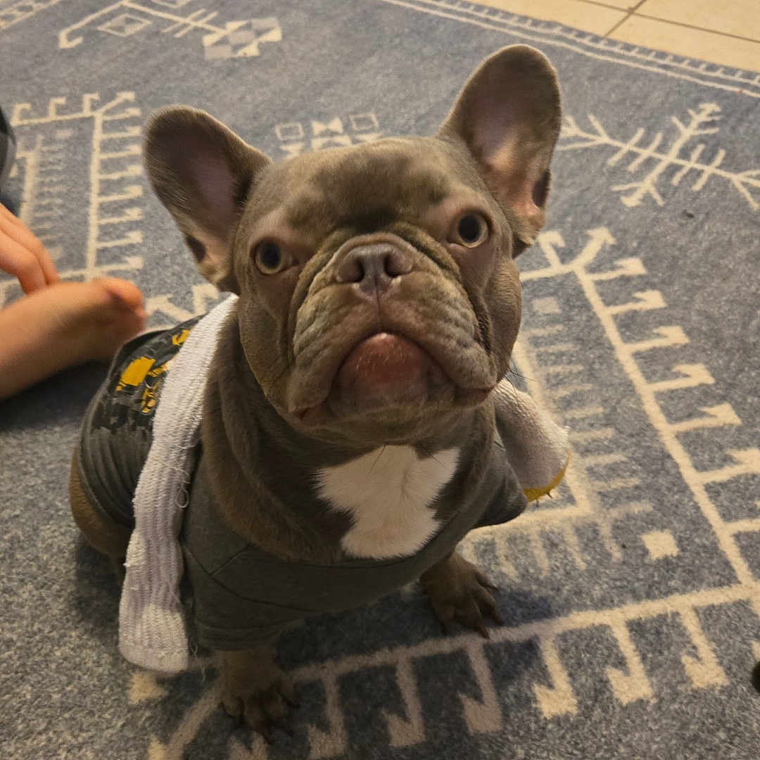 Luna Dior is registered to the contest to win money with this photo: animal, canine, carpet, clothing, cute, dog, domestic_animal, ears, face, floor, foot, french_bulldog, home, indoor, looking_at_camera, patterned_rug, paw, pet, small_dog, tile_floor