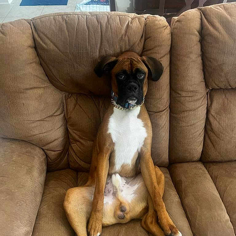 Winston King joined the competition — help win amazing prizes! alert, animal, boxer, brown_couch, canine, companion, cute, dog, domestic_animal, ears, furniture, home, household, indoor, living_room, paw, pet, portrait, relaxed, sitting