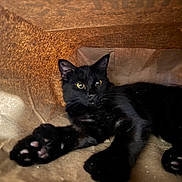 Star is registered to the contest to win money with this photo: black_cat, cat, animal, pet, yellow_eyes, paws, paper_bag, indoor, relaxed, fur, whiskers, curious, cozy, closeup, feline, shadow, texture, soft_light, resting, cute