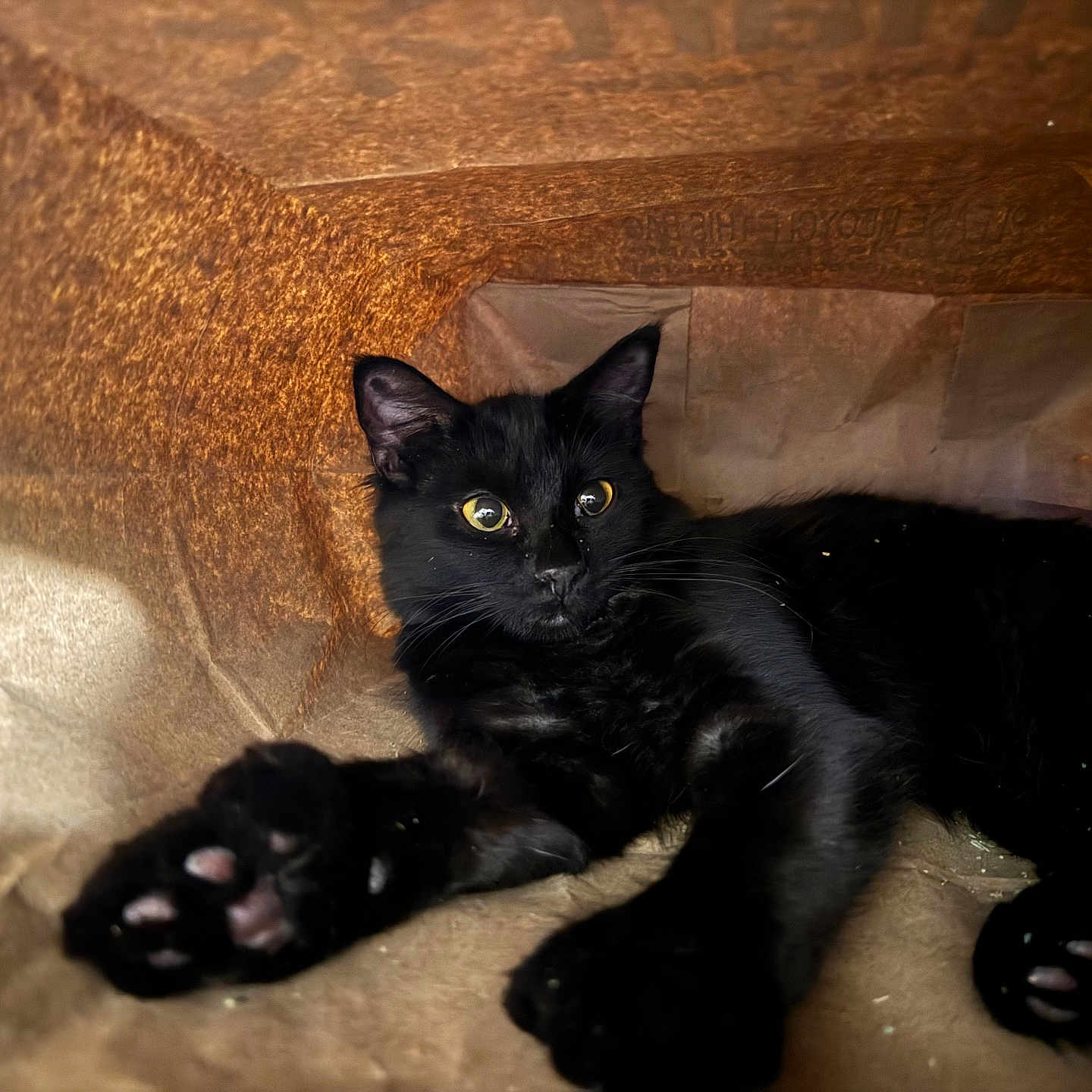 Star is registered to the contest to win money with this photo: black_cat, cat, animal, pet, yellow_eyes, paws, paper_bag, indoor, relaxed, fur, whiskers, curious, cozy, closeup, feline, shadow, texture, soft_light, resting, cute