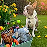 dog, french_bulldog, pet, animal, sitting, garden, flowers, grass, outdoor, sunlight, portrait, collar, dog_tag, toy_basket, plush_toy, elephant_toy, dog_treats, colorful_toys, backyard, playtime
