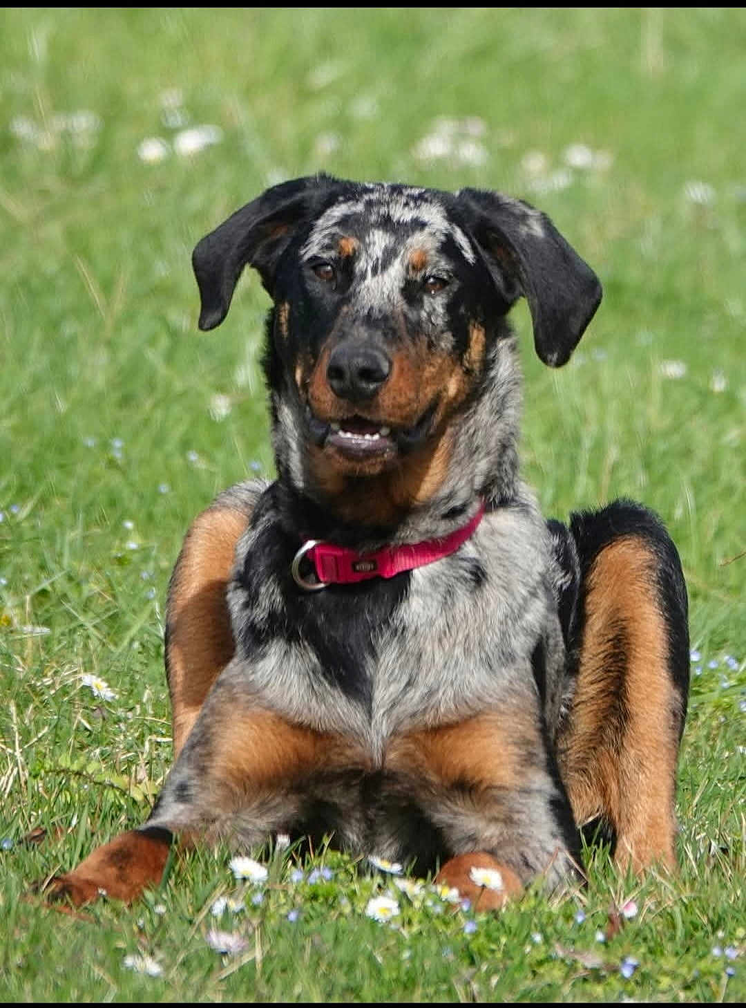 Vénus