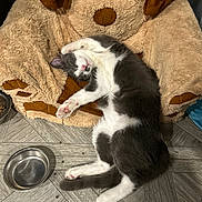 Stormy joined the competition — help win amazing prizes! animal, cat, cat_food, cozy, cute, feline, floor, gray_cat, indoor, paw, pet, pink_paw_pads, plush_dog_cushion, relaxed, resting, sleeping_cat, tile_floor, toy, water_bowl, white_cat