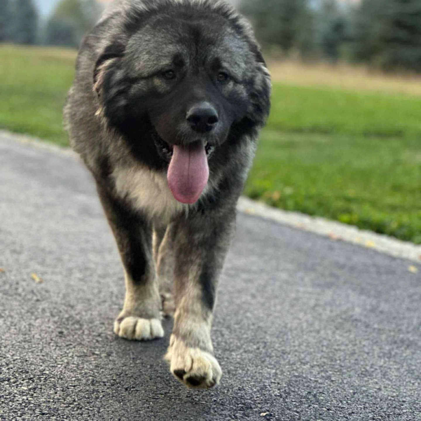 Pooty joined the competition — help win amazing prizes! animal, blurred_background, canine, closeup, daytime, dog, fur, grass, gray_fur, happy, large_dog, mammal, nature, outdoor, path, pavement, pet, tongue_out, trees, walking