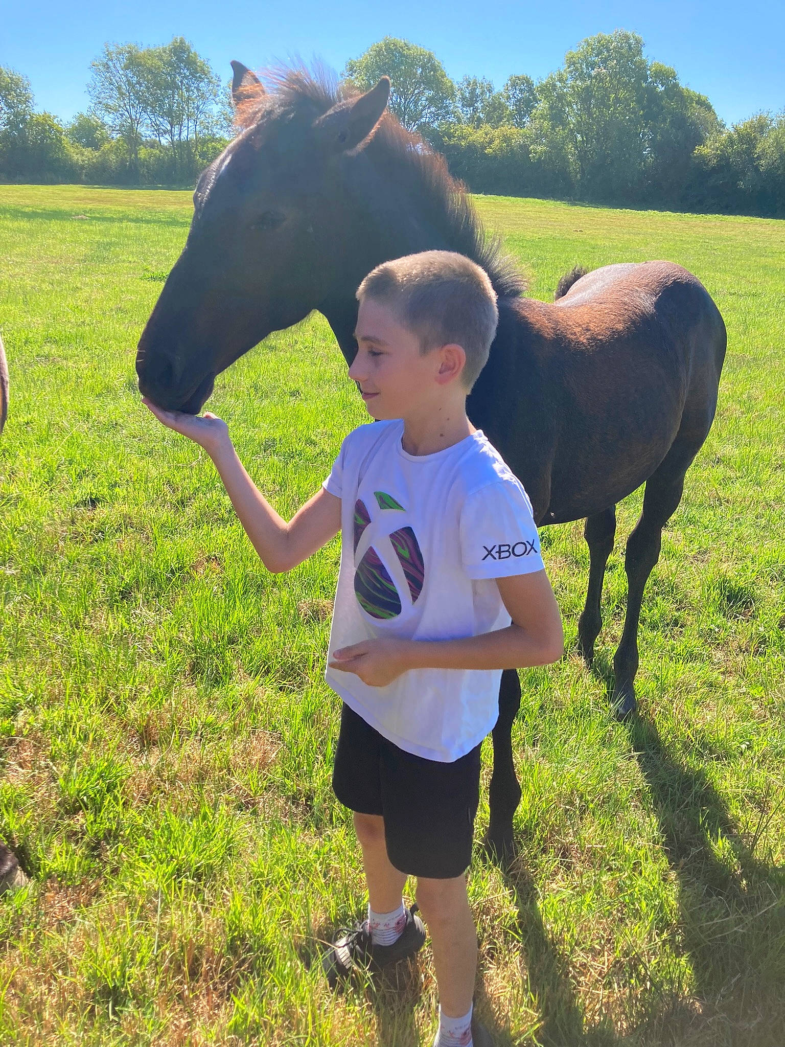 Axel participe au concours pour gagner de l'argent avec cette photo : bridle, cool, dairy_cow, gesture, grass, grassland, grazing, happy, horse, landscape, leisure, livestock, mammal, meadow, people_in_nature, person, plant, shorts, sky, tree