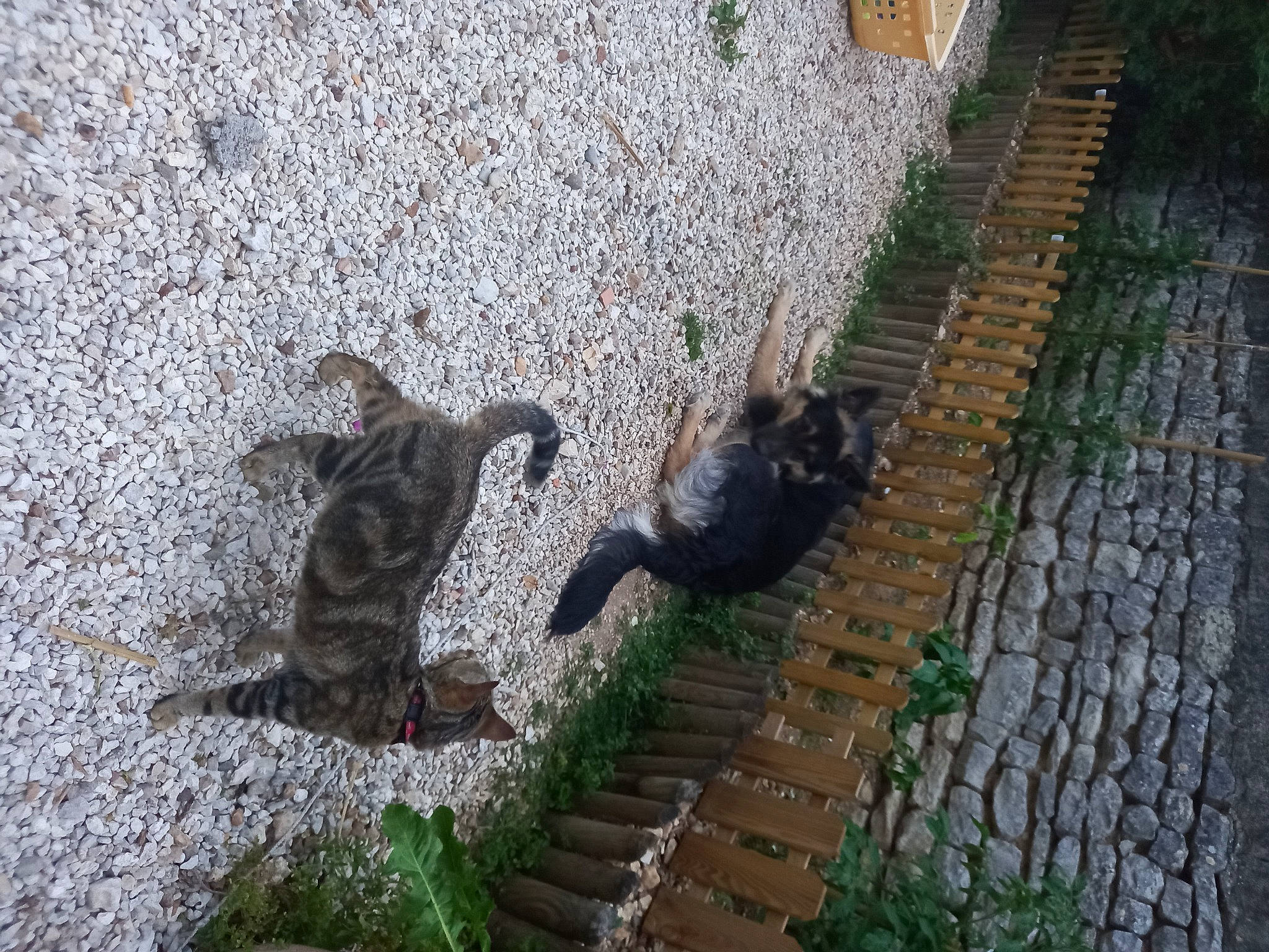 Billie a rejoint le concours — aidez-le/la à gagner de superbes lots ! asphalt, carnivore, cat, cobblestone, dog_breed, domestic_short_haired_cat, felidae, flagstone, flooring, grass, plant, road, road_surface, shadow, sidewalk, small_to_medium_sized_cats, soil, tail, terrestrial_animal, whiskers