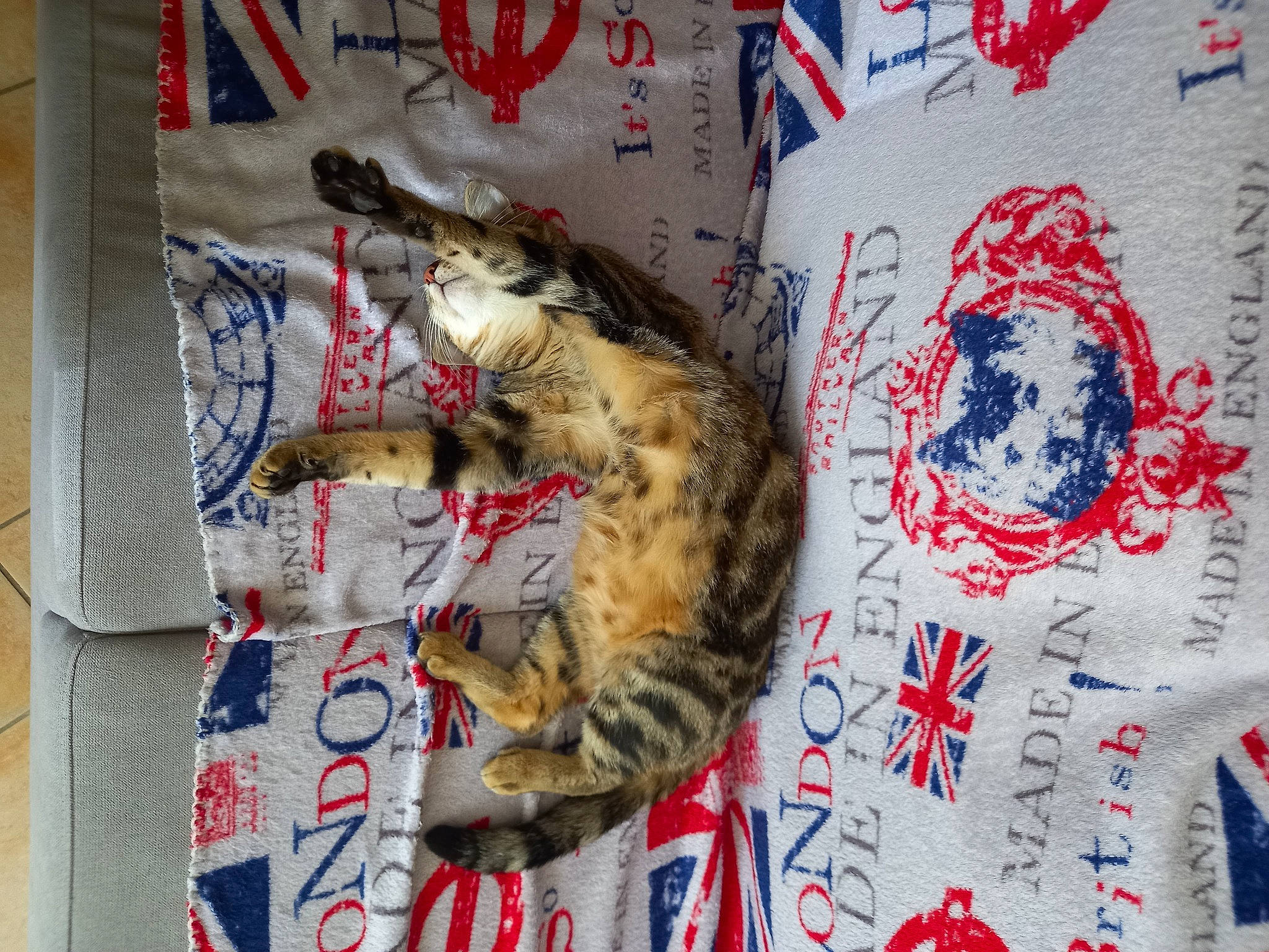 Billie participe au concours pour gagner de l'argent avec cette photo : art, carmine, carnivore, cat, claw, domestic_short_haired_cat, felidae, font, fur, paper, pattern, paw, small_to_medium_sized_cats, tail, textile, visual_arts, whiskers