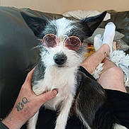 Mann is registered to the contest to win money with this photo: black_and_white, casual, companion, couch, cozy, cute, dog, furry, glasses, human_hand, indoor, legs, pet, portrait, relaxing, seated, small_dog, socks, sunglasses, tattoo