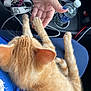 blue_clothing, car_interior, cat, closeup, comfort, cuddly, domestic_animal, feline, fur, ginger_cat, hand, indoor, keys, kitten, lap, paw, person, pet, resting, water_bottle