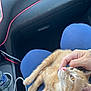 Peaches joined the competition — help win amazing prizes! blue_pants, car_interior, casual, cat, close_up, cup_holder, daylight, fur, hand, kitten, lap, orange_tabby, person, pet, relaxed, scratching, seat, starbucks_cup, water_bottle, whiskers