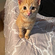 Peaches is registered to the contest to win money with this photo: kitten, cat, orange_tabby, pet, animal, indoor, bed, blanket, feline, cute, young, fur, whiskers, ears, eyes, looking_at_camera, domestic, closeup, adorable, curious