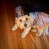 Isabella is registered to the contest to win money with this photo: dog, small_dog, fluffy, white_fur, pet, costume, party_hat, birthday, festive, pink_outfit, black_hat, gold_decoration, wooden_floor, indoor, lying_down, portrait, cute, adorable, animal, celebration