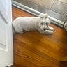 Isabella is registered to the contest to win money with this photo: dog, white_dog, small_dog, fluffy, long_hair, topknot, hair_bows, lying_down, indoor, hardwood_floor, doorway, door, threshold, tile_floor, home, pet, cute, looking_at_camera, white_fur, portrait