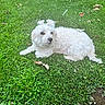 animal, clover, companion_animal, curly_fur, dog, fluffy, grass, greenery, lawn, leaves, long_hair, lying_down, outdoors, park, pet, portrait, relaxed, small_dog, white_dog, white_fur