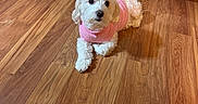 Isabella is registered to the contest to win money with this photo: dog, puppy, white_dog, pink_sweater, fluffy, small_dog, pet, indoors, wooden_floor, home, portrait, lying_down, cute, adorable, looking_at_camera, animal, furry, cabinets, chair, warm_lighting