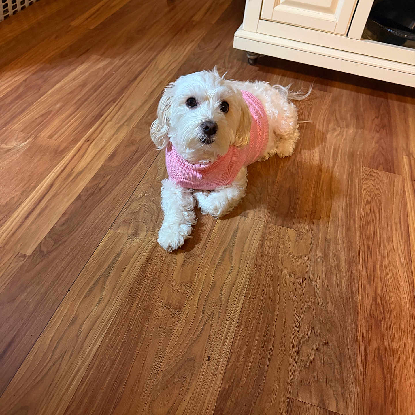 Isabella