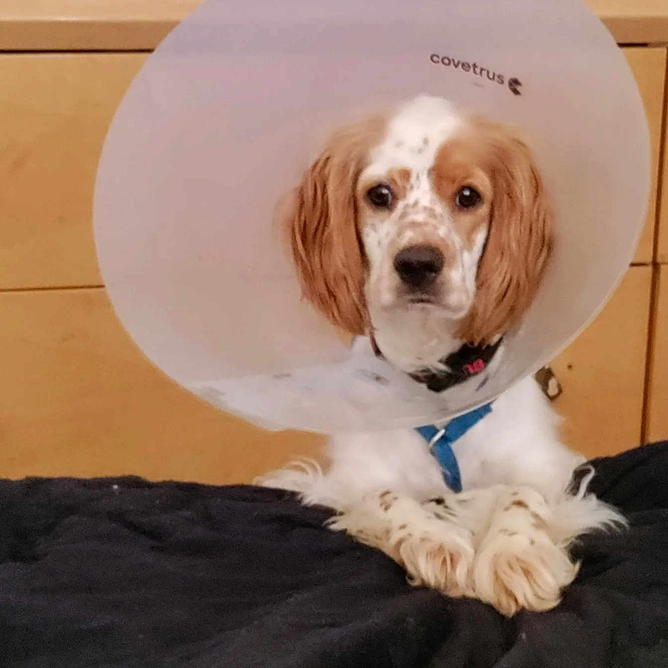 Cookie is registered to the contest to win money with this photo: canidae, carnivore, circle, cocker_spaniel, companion_dog, dog, dog_breed, dog_supply, fur, gun_dog, liver, puppy, snout, spaniel, sporting_group, toy_dog, whiskers, working_animal