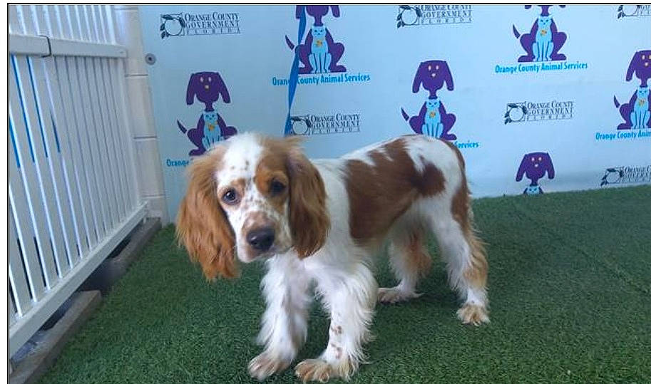 Cookie joined the competition — help win amazing prizes! canidae, carnivore, companion_dog, dog, dog_breed, grass, gun_dog, hound, hunting_dog, king_charles_spaniel, liver, logo, spaniel, sporting_group, terrestrial_animal, welsh_springer_spaniel