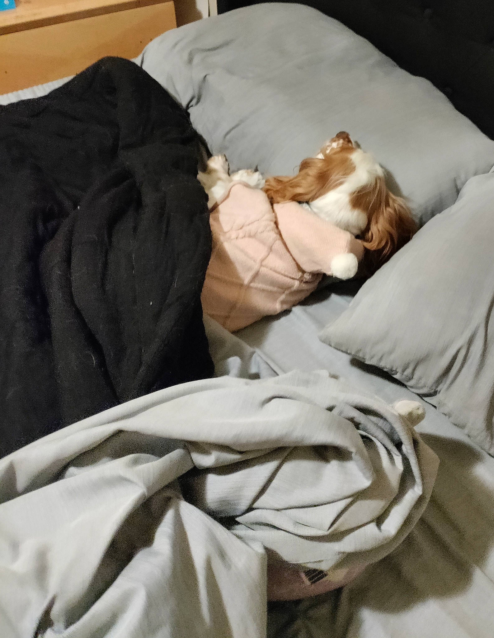 Cookie joined the competition — help win amazing prizes! bed, bed_sheet, bedding, bedroom, blanket, comfort, duvet, fur, linens, nap, room, sleep, wood