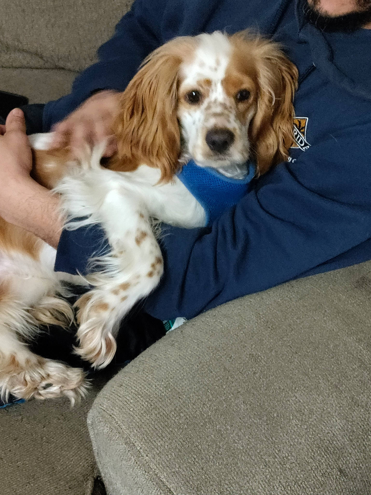 Cookie is registered to the contest to win money with this photo: canidae, carnivore, companion_dog, dog, dog_breed, dog_supply, fawn, fur, gun_dog, liver, snout, spaniel, sporting_group, toy_dog