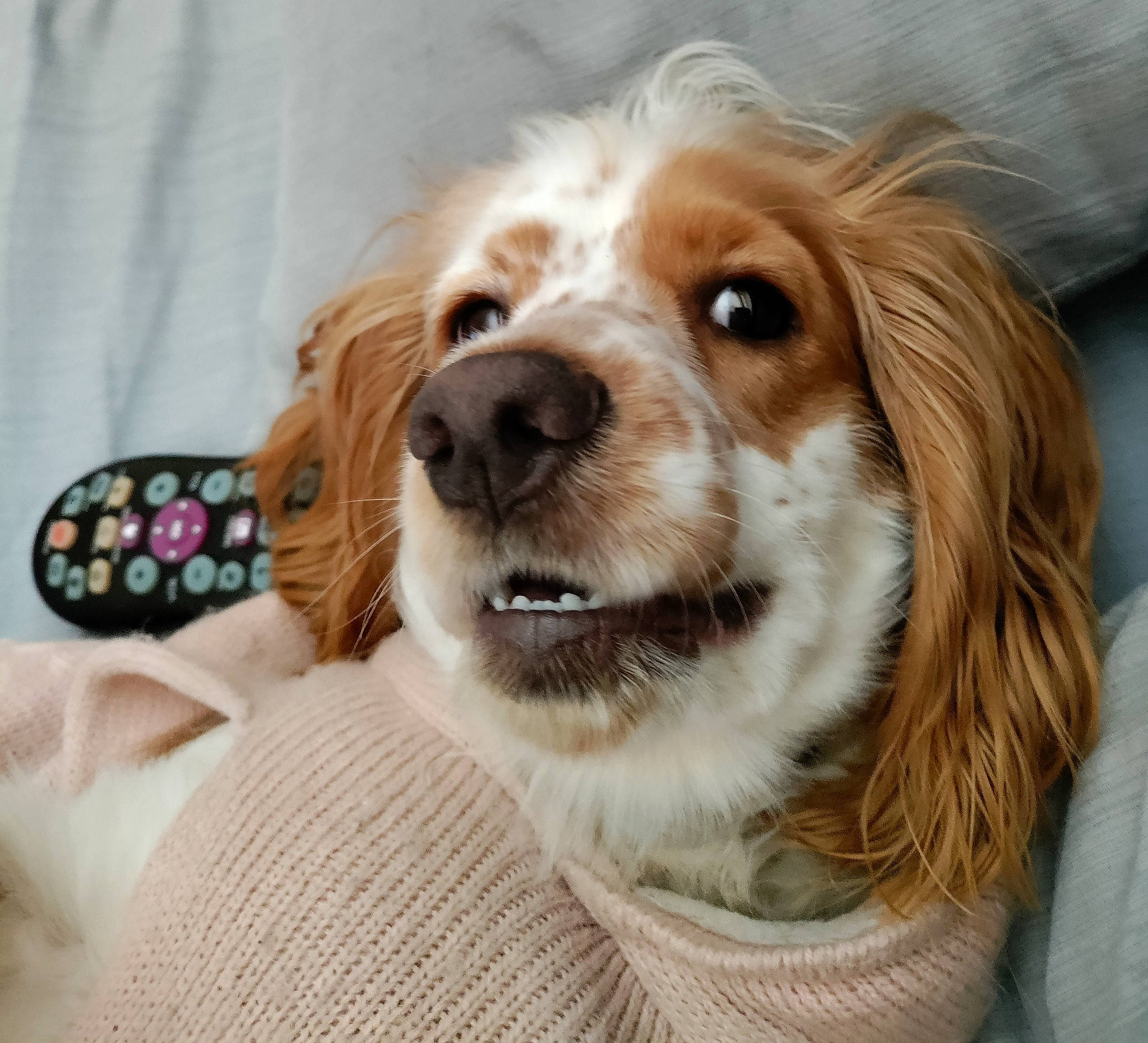 Cookie joined the competition — help win amazing prizes! canidae, carnivore, companion_dog, dog, dog_breed, fur, gun_dog, liver, maltepoo, puppy, puppy_love, smile, snout, spaniel, sporting_group, tableware, toy_dog, whiskers