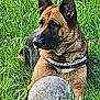 Maya participe au concours pour gagner de l'argent avec cette photo : dog, german_shepherd, grass, outdoor, ball, pet, animal, canine, nature, play, collar, field, laying_down, alert, fur, ears, snout, daylight, greenery, sport_equipment