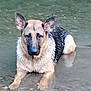 Maya a rejoint le concours — aidez-le/la à gagner de superbes lots ! dog, german_shepherd, water, shallow_water, animal, pet, outdoor, nature, canine, mammal, laying_down, wet_fur, calm, looking_at_camera, ears_up, natural_light, riverbed, rocks, close_up, portrait