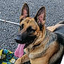 dog, german_shepherd, tongue_out, outdoor, gravel, resting, pet, canine, animal, fur, ears, collar, closeup, playful, summer, relaxed, paw, colorful_cloth, texture, sunlight