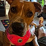 Blue joined the competition — help win amazing prizes! dog, pet, indoor, close_up, pink_harness, canine, brown_fur, animal, looking_at_camera, person_legs, carpet, living_room, casual, domestic, cute, companion, ears, snout, whiskers, relaxed