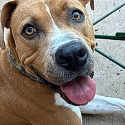 Blue is registered to the contest to win money with this photo: dog, canine, pet, tongue, brown, white, face, close_up, collar, floor, concrete, chair, green, outdoor, animal, friendly, expression, ears, nose, paw