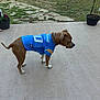 Blue joined the competition — help win amazing prizes! dog, brown_dog, sports_jersey, blue_jersey, concrete_patio, grass, yard, stone_paving, plant_pot, fence, outdoor, pet, animal, standing, side_view, collar, daylight, calm, looking_away, casual